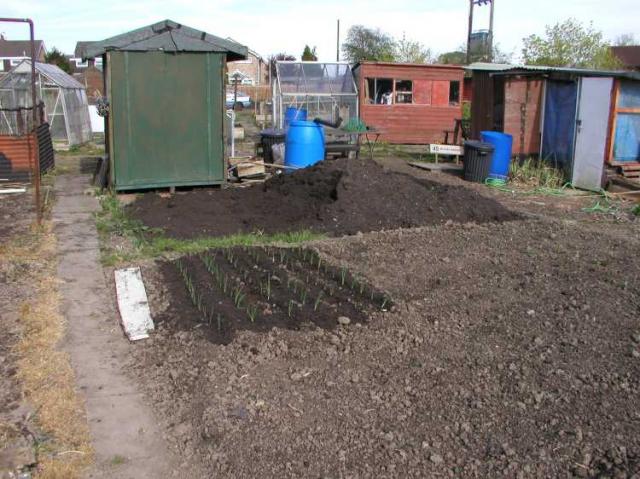 Onions, Broad Beans and Compost