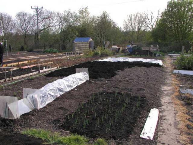 Compost, Peas and Onions